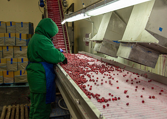 Сортировщик в производстве пищевой продукции